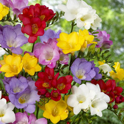 ФРЕЗИЯ Сингл Микс Разбор 5/6 Кол-во упак., шт 10