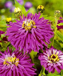 Цинния ЛИЛОВЫЙ ИМПЕРАТОР кактусовидная - Уральский дачник фото 3