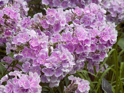 Флокс Franz Schubert (Метельчатый) - Голландские луковицы фото 4