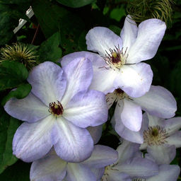 Клематис Иван Олссон - Долина роз фото 3