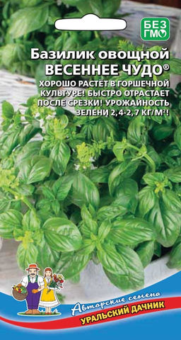 Базилик ВЕСЕННЕЕ ЧУДО Хорошо растёт в горшечной культуре! Быстро отрастает после срезки! Урожайность зелени 2,4-2,7 кг/м2.
