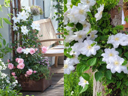 Клематис Мадам Ле Культре - Долина роз фото 4