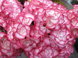 Гортензия крупнолистная Мисс Саори