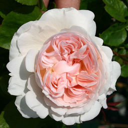 R458 СЕБАСТЬЯН КНЕЙП