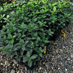 Гортензия метельчатая Гарденлайт Редлайт - Долина роз фото 3