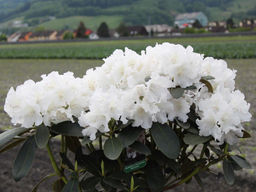 Рододендрон Schneekrone (Шнеекроне) - Долина роз фото 3