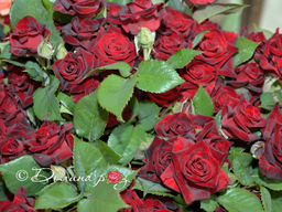 Роза Блэк Баккара - Долина роз фото 6