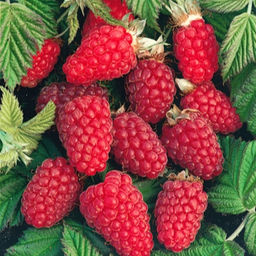 Малина Бабье лето-3 ремонтантная (коробка) 1шт