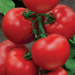6243U Томат Пегас F1 5шт