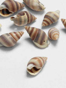 Бусины для творчества Ракушка, 2?1 см, завиток, набор 10 шт., коричневые