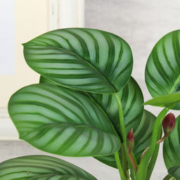 Цветочная композиция Калатея 27 см / SL-6 /уп 48/ - Галеонтрейд фото 9