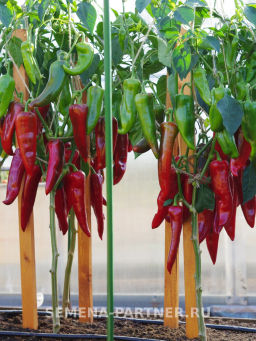 Перец сладкий Самандер - Партнер фото 4