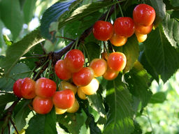 Черешня Франц Иосиф