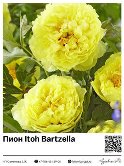 Пион Itoh Bartzella