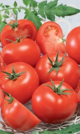 Томат НЕПАСЫНКУЮЩИЙСЯ АЛЫЙ