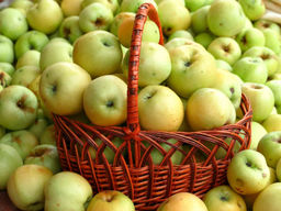 Яблоня Антоновка