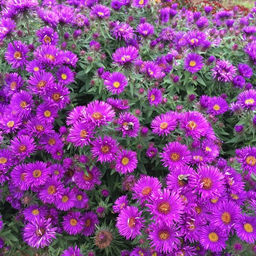 Астра новоанглийская смесь 2 года ЗКС тара 2л высота 15-30см.