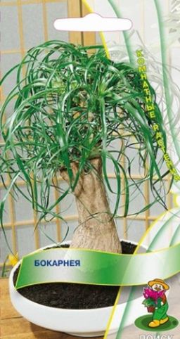 Бокарнея (ЦВ) ("К) 5шт