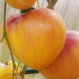 7151T Томат Сержант Пеппер 10шт