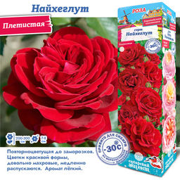 Роза Найхеглут (Плетистые) 1шт