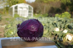Капуста краснокочанная Бенефис - Партнер фото 4