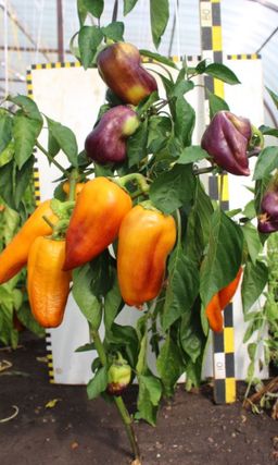 Перец УРАЛЬСКИЙ САМОЦВЕТ