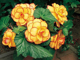 Бегония пикоти желто-красная (Begonia Picotee yellow-red)