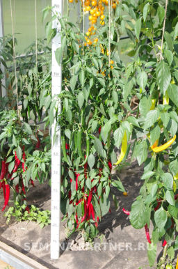 Перец острый Флорентина - Партнер фото 3