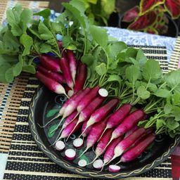 Редис ВЕДЬМИНЫ ПАЛЬЦЫ  Редкая окраска! Без горечи и пустот! Не стрелкуется! - Уральский дачник фото 2