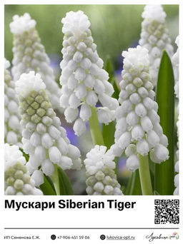 Мускари Siberian Tiger