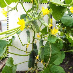 Огурец ПРЕЗИДЕНТ  Лидер на огуречной грядке! Огурчики без пустот, без горечи! Более 60 дней активного плодоношения! - Уральский дачник фото 2