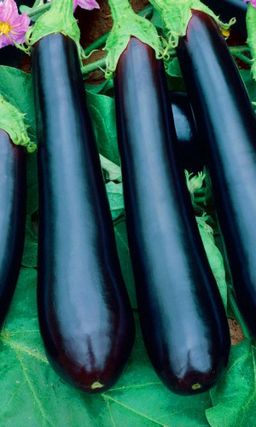 Баклажан ЧЁРНАЯ ПАНТЕРА Обильное и дружное плодоношение! Изумительно вкусный! - Уральский дачник фото 2