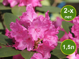 Рододендрон Lumina (Люмина)
