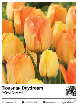 Тюльпан Daydream (Гибрид Дарвина)