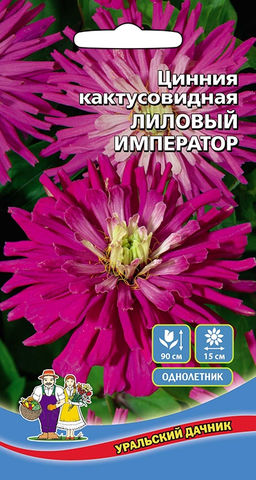 Цинния ЛИЛОВЫЙ ИМПЕРАТОР кактусовидная