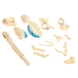 Набор для опытов Строение тела, беременная женщина - Эврики фото 8