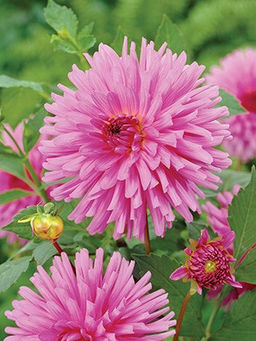 ГЕОРГИНА Эльга Бергергофф Разбор I Кол-во упак., шт 1