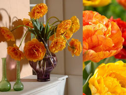 Тюльпан Санлавер - Долина роз фото 3