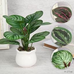 Цветочная композиция Калатея 27 см / SL-6 /уп 48/