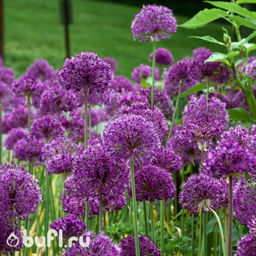 Allium Purple Sensation (3 луковицы)