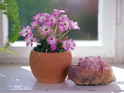 Оксалис железистолистный - Долина роз фото 2