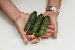 Огурец партенокарпический Фуро - Партнер фото 3