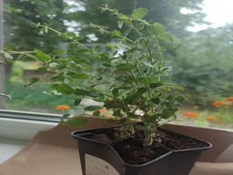 Котовник Фассена Кит Кэт