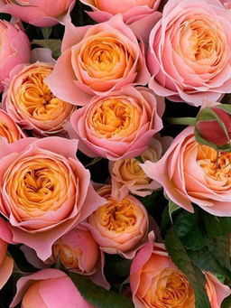 Роза Вувузела (чайно-гибридная) - 1000корней фото 2