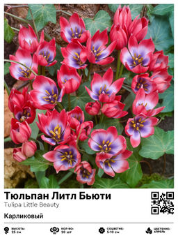 Тюльпан Литл Бьюти (Карликовый)