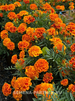 Бархатцы отклоненные Бонанза Флэйм - Партнер фото 5