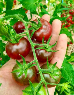 Вишня черная