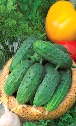 Огурец ЧАРОДЕЙ F1 Высокоурожайный! Хрустящий и без горечи! Стрессоустойчивый! Плодоносит до глубокой осени!