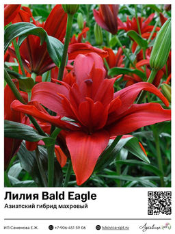 Лилия Bald Eagle (Азиатский гибрид, махровый)