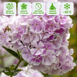 Флокс метельчатый Франс Шуберт